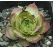 Sempervivum KATJUSA