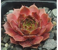 Sempervivum HIDDE`S ROOSJE