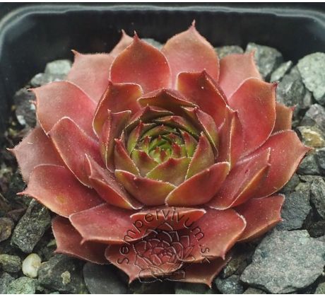 Sempervivum HIDDE`S ROOSJE