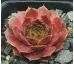 Sempervivum HIDDE`S ROOSJE