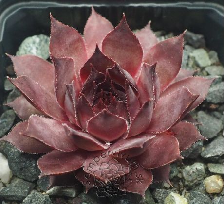 Sempervivum DARK CLOUD