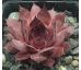 Sempervivum DARK CLOUD