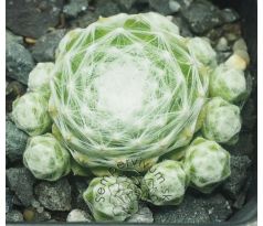 Sempervivum WEISSE FEDER