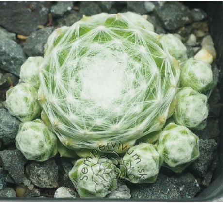 Sempervivum WEISSE FEDER