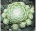 Sempervivum WEISSE FEDER