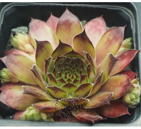 Sempervivum ALINE