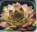 Sempervivum ALINE