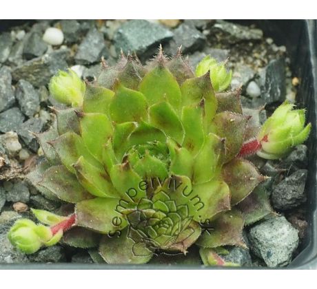 Sempervivum REGENSBURGER CLOWN