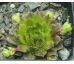 Sempervivum REGENSBURGER CLOWN