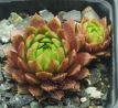 Sempervivum REGENSBURGER PRINZ