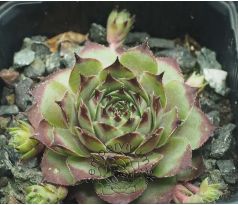Sempervivum ROMANTIK RITTER