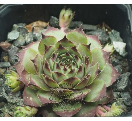 Sempervivum ROMANTIK RITTER