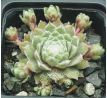 Sempervivum ROSA MÄDCHEN
