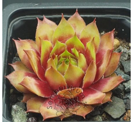 Sempervivum RUBENS
