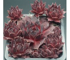Sempervivum PACIFIC PURPLE SHADOW