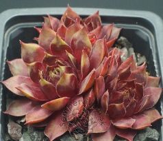 Sempervivum SAGA