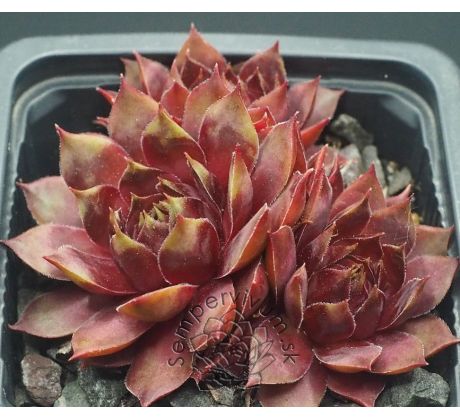 Sempervivum SAGA