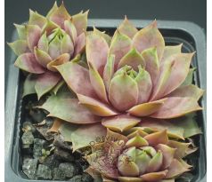 Sempervivum ANDINN EMMA