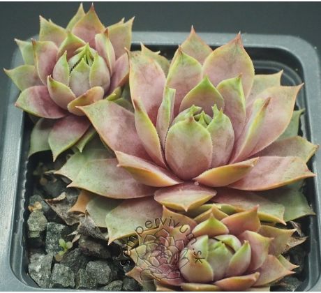 Sempervivum ANDINN EMMA