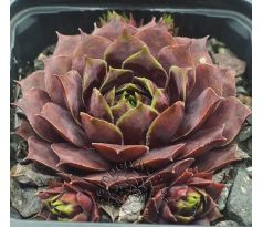 Sempervivum SERAPHINA