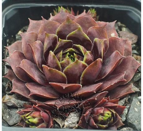 Sempervivum SERAPHINA