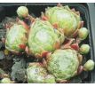 Sempervivum SHANDY
