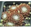 Sempervivum SILL`S WUNDERBLUME