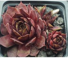 Sempervivum SMARAGD