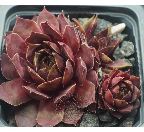 Sempervivum SMARAGD