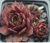 Sempervivum SMARAGD