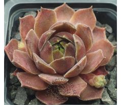 Sempervivum SMOKEY JET