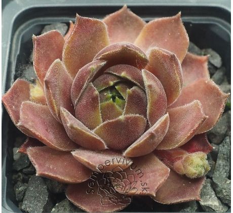 Sempervivum SMOKEY JET