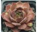 Sempervivum SMOKEY JET