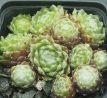 Sempervivum SNEEUWWITJE