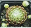 Sempervivum SNOW BALL