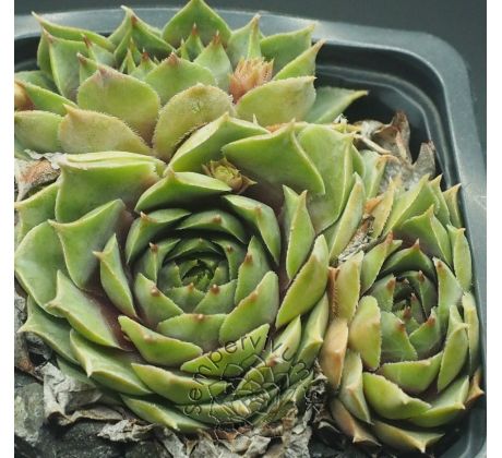 Sempervivum SNOWBERGER