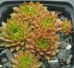 Sempervivum SONNENKUSS
