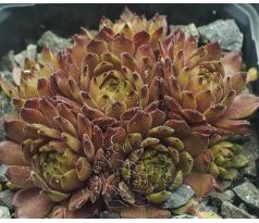 Sempervivum SPACE DOG