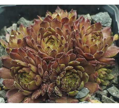 Sempervivum SPACE DOG