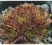 Sempervivum SPACE DOG
