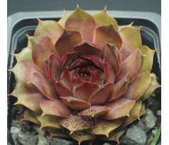 Sempervivum SPECHT
