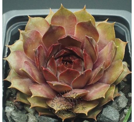 Sempervivum SPECHT