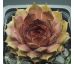 Sempervivum SPECHT