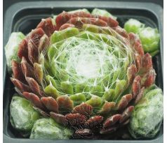 Sempervivum SPIDER`S LAIR