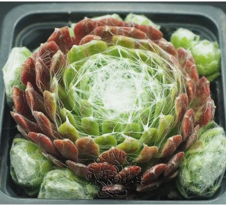 Sempervivum SPIDER`S LAIR