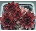 Sempervivum SQUIB