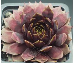 Sempervivum STARBURST