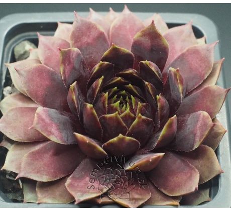 Sempervivum STARBURST