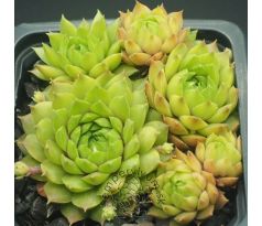 Sempervivum STERKUGEL II