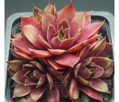 Sempervivum STERNTALER